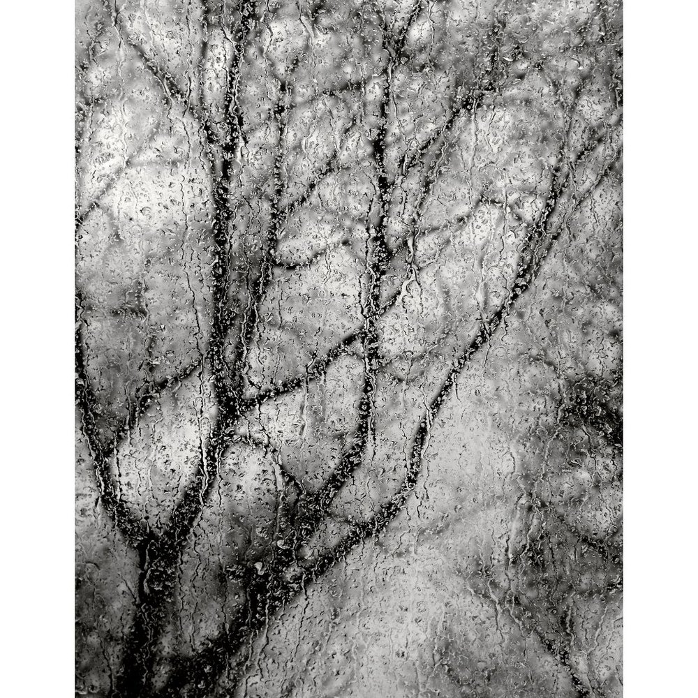 Tree and Rain  11 x 14 print